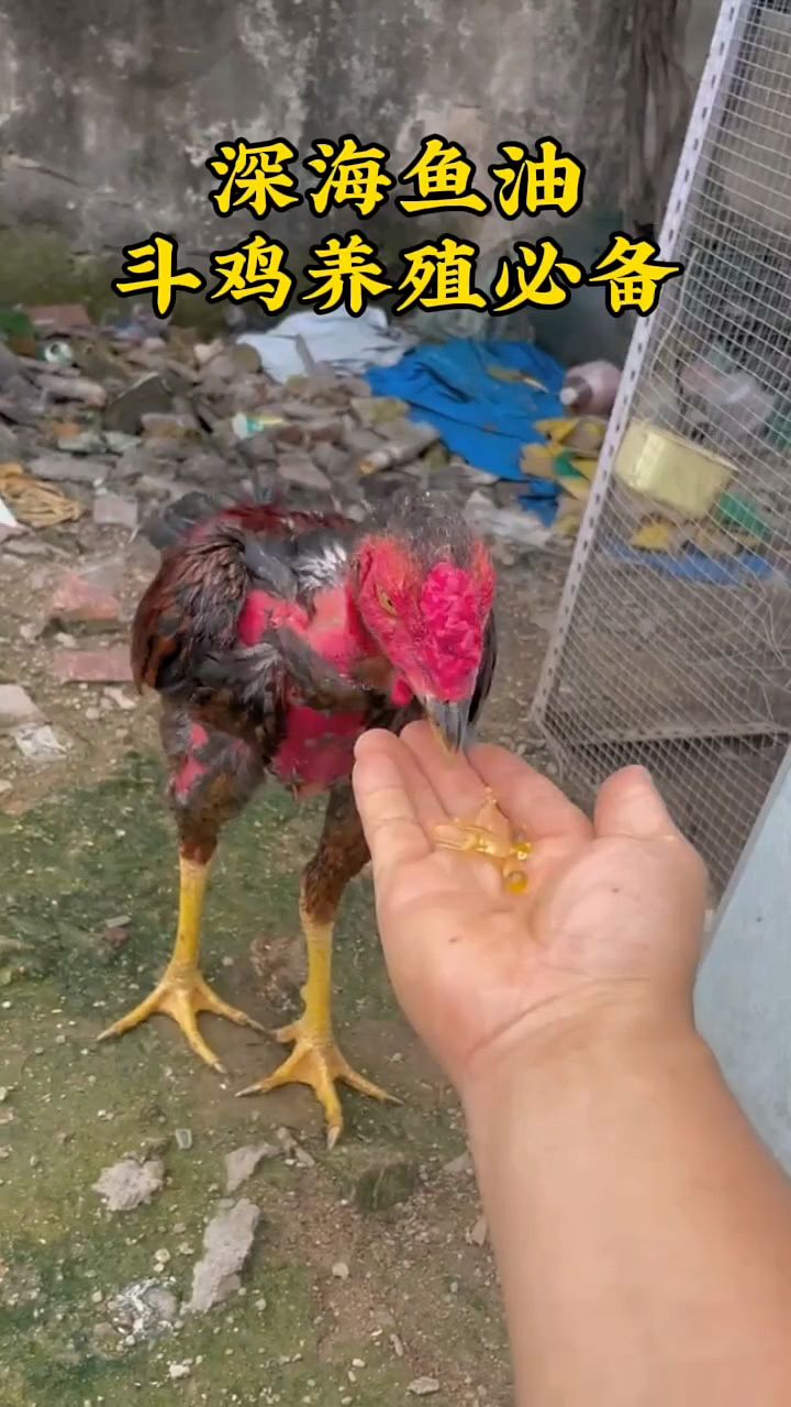 斗鸡喂深海鱼油就是好