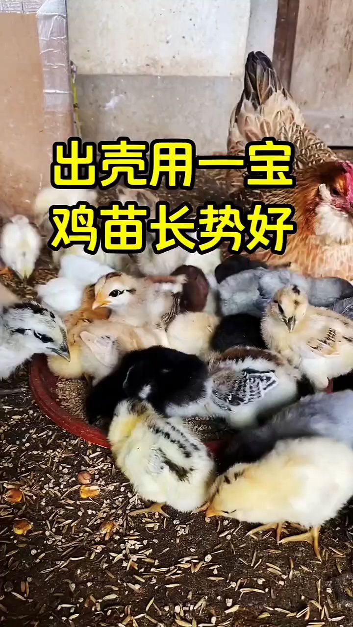 小鸡出壳后怎么喂?