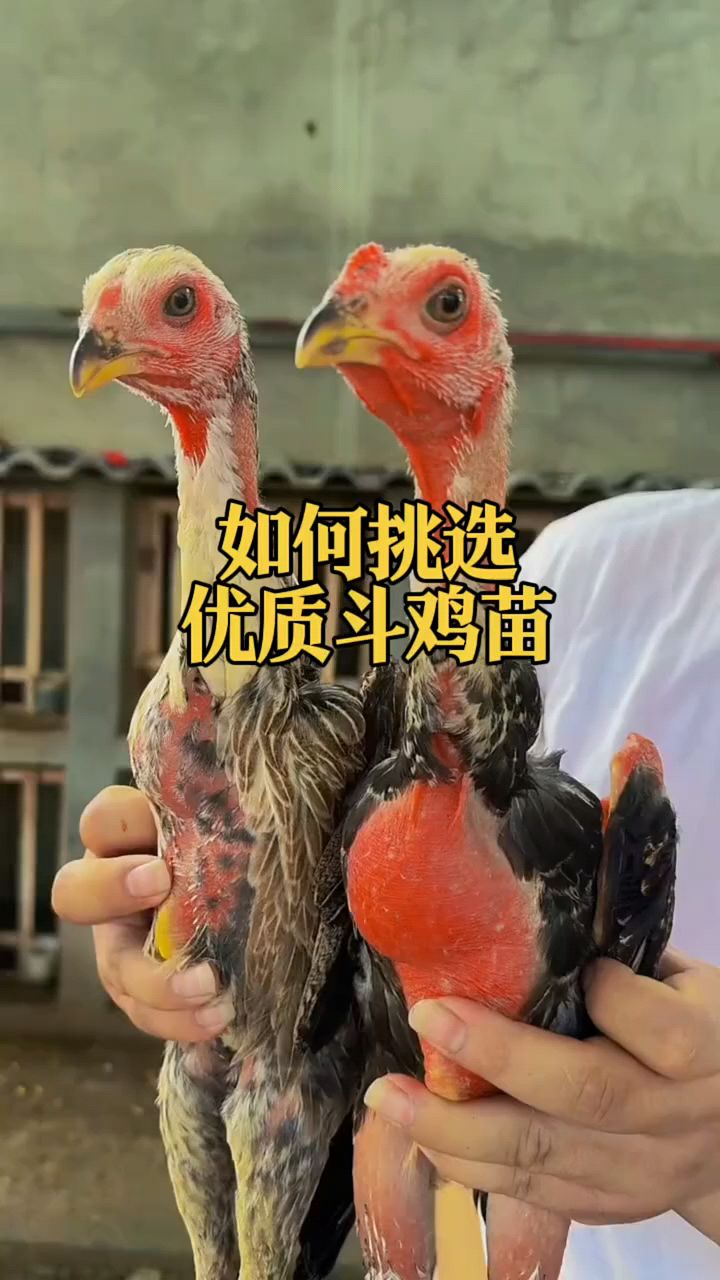 如何挑选优质鸡苗