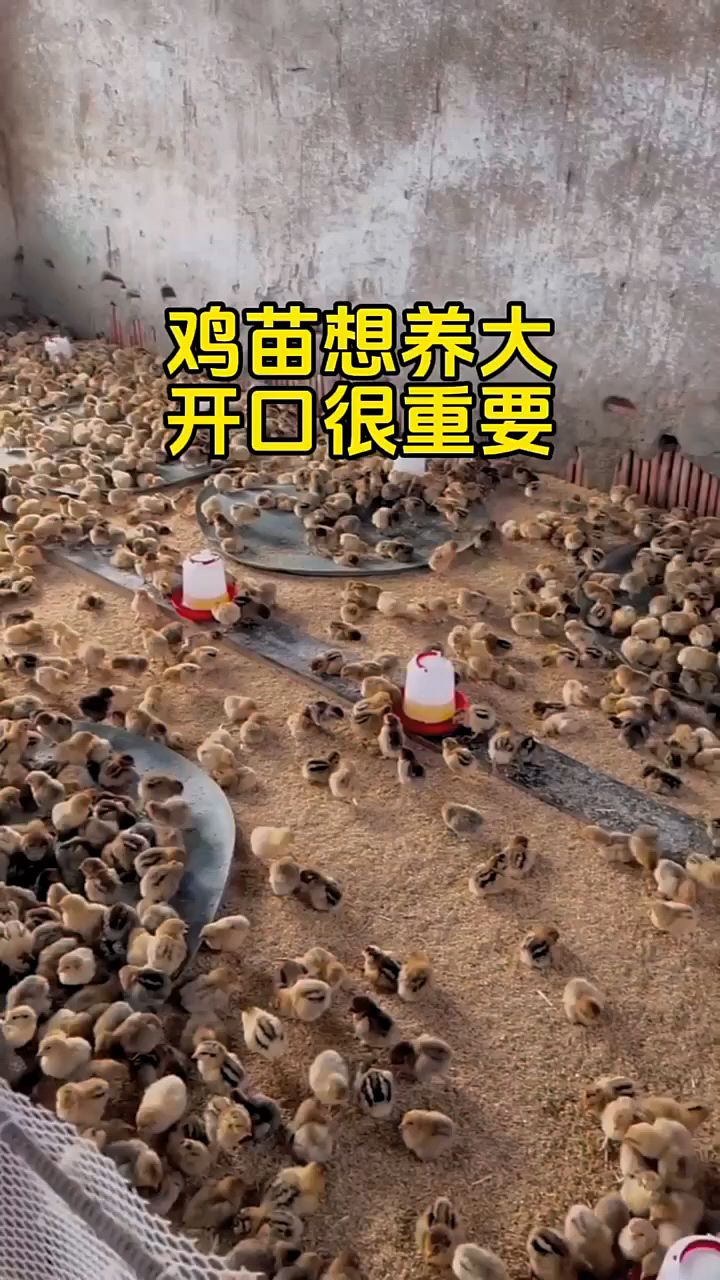 鸡苗养大开口很重要