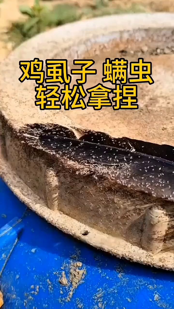 鸡虱子轻松拿捏啊