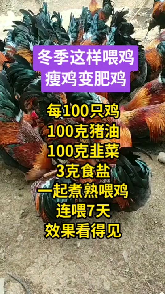 秋冬喂鸡怎么喂鸡肥