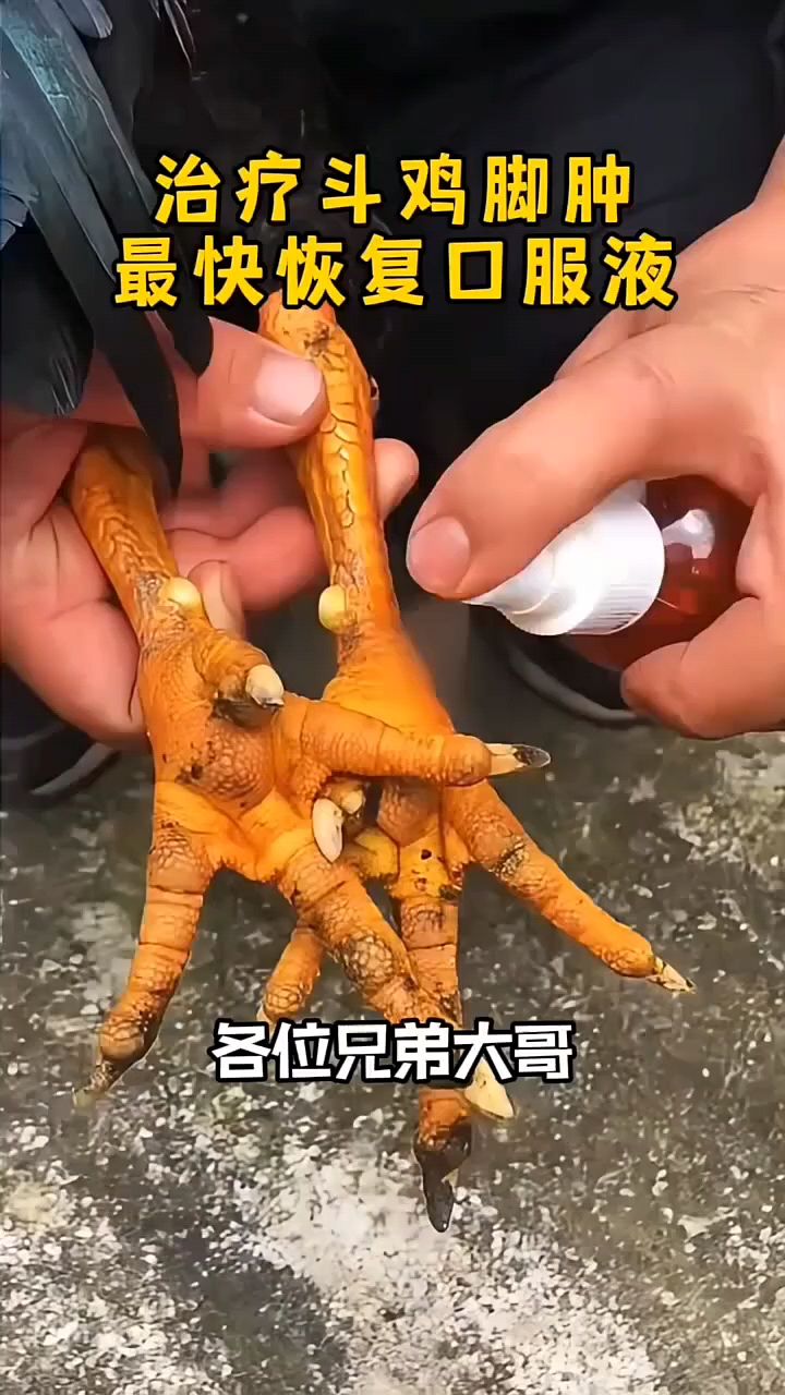 斗鸡脚掌肿大腿瘸瘫痪怎么办