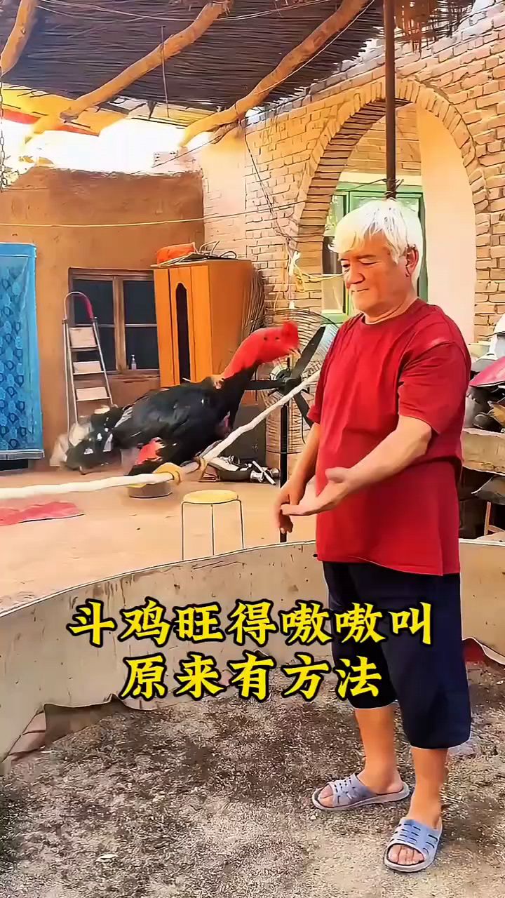斗鸡怎么训练旺的很