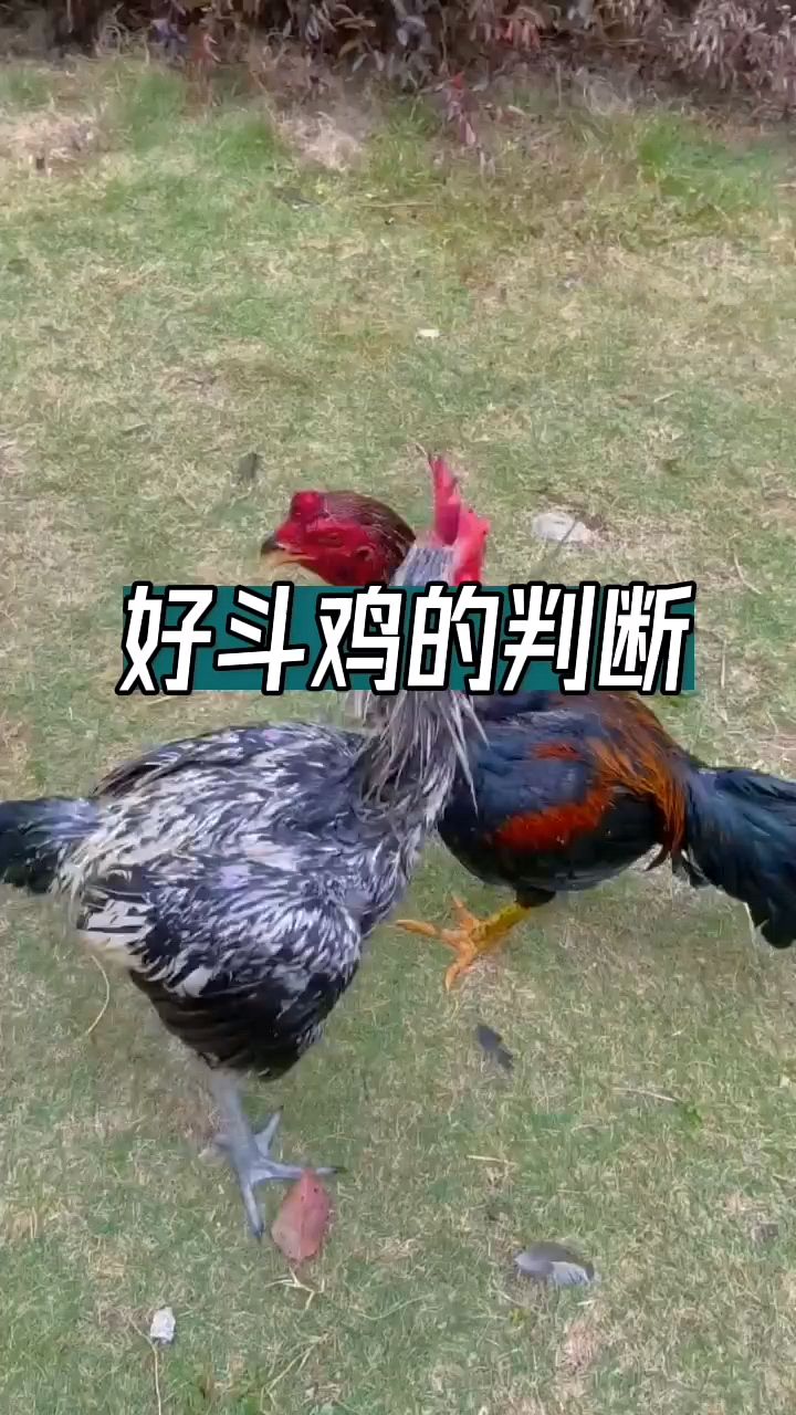 好的斗鸡怎么判断