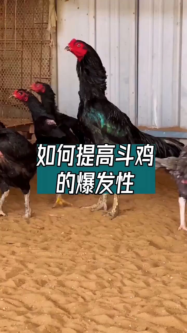 斗鸡如何提高爆发性