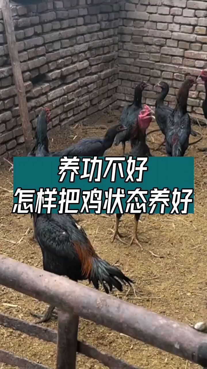 养功不好怎么调理斗鸡状态