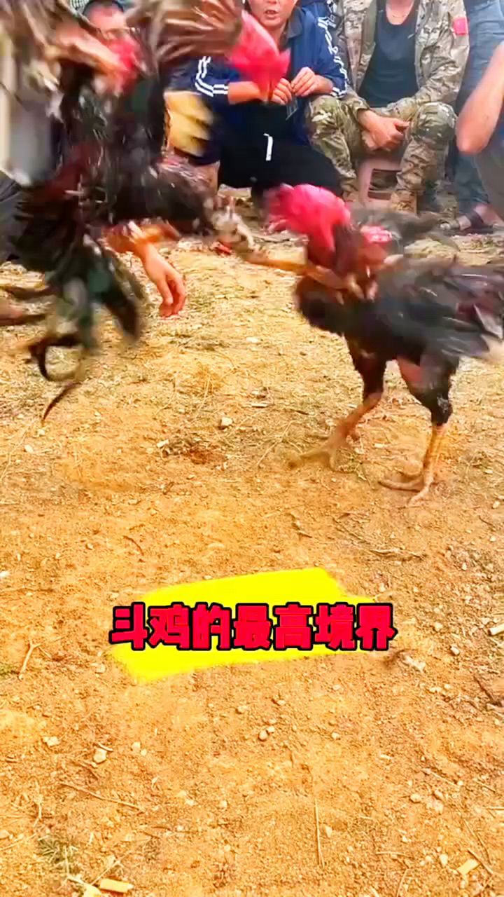 斗鸡的最高境界啊