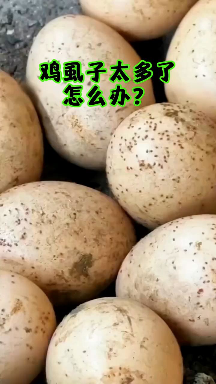鸡虱子太多了怎么办