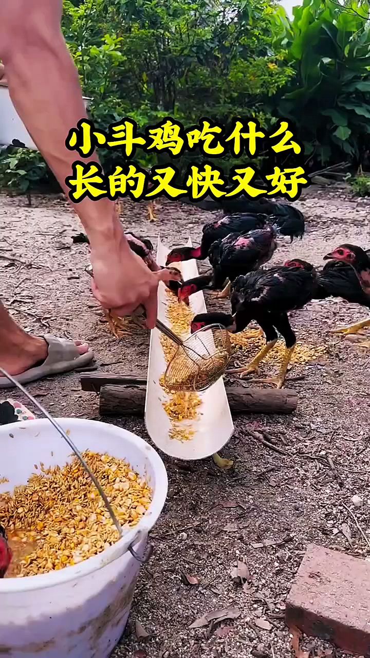 小鸡吃什么长得快