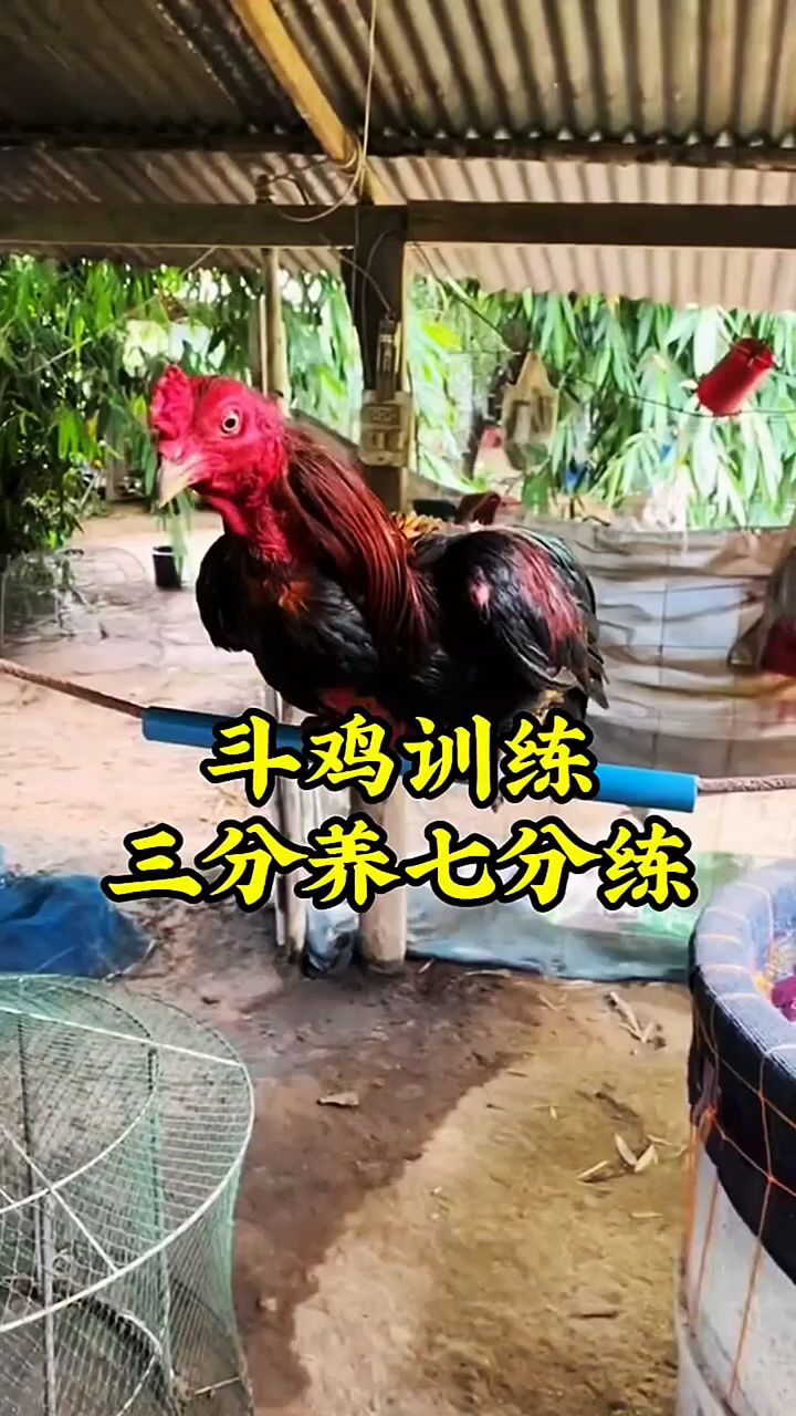 斗鸡三分养七分训练