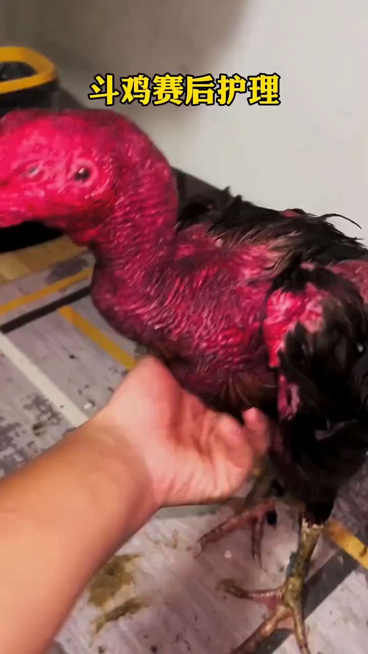 斗鸡比赛后怎么护理
