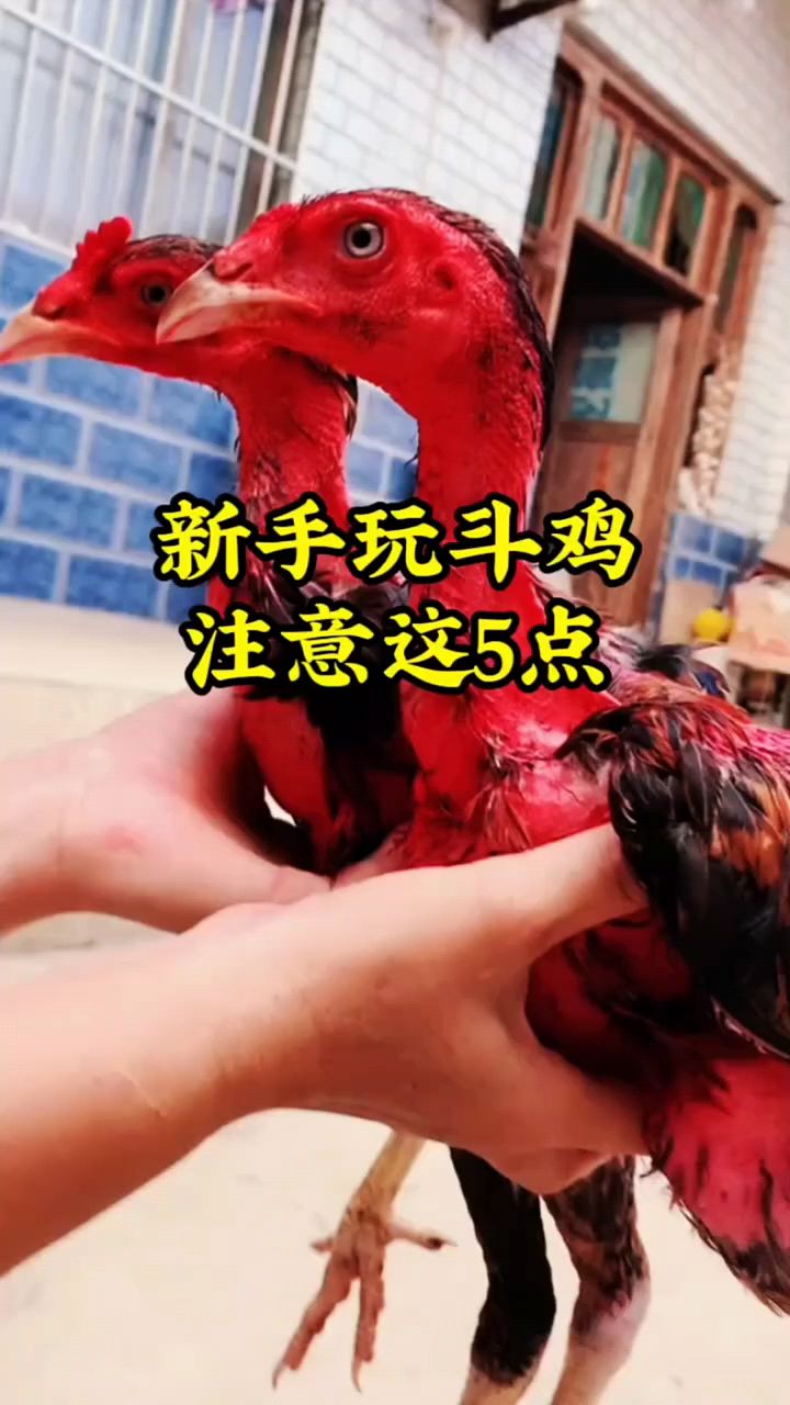 新手玩斗鸡，注意这五点