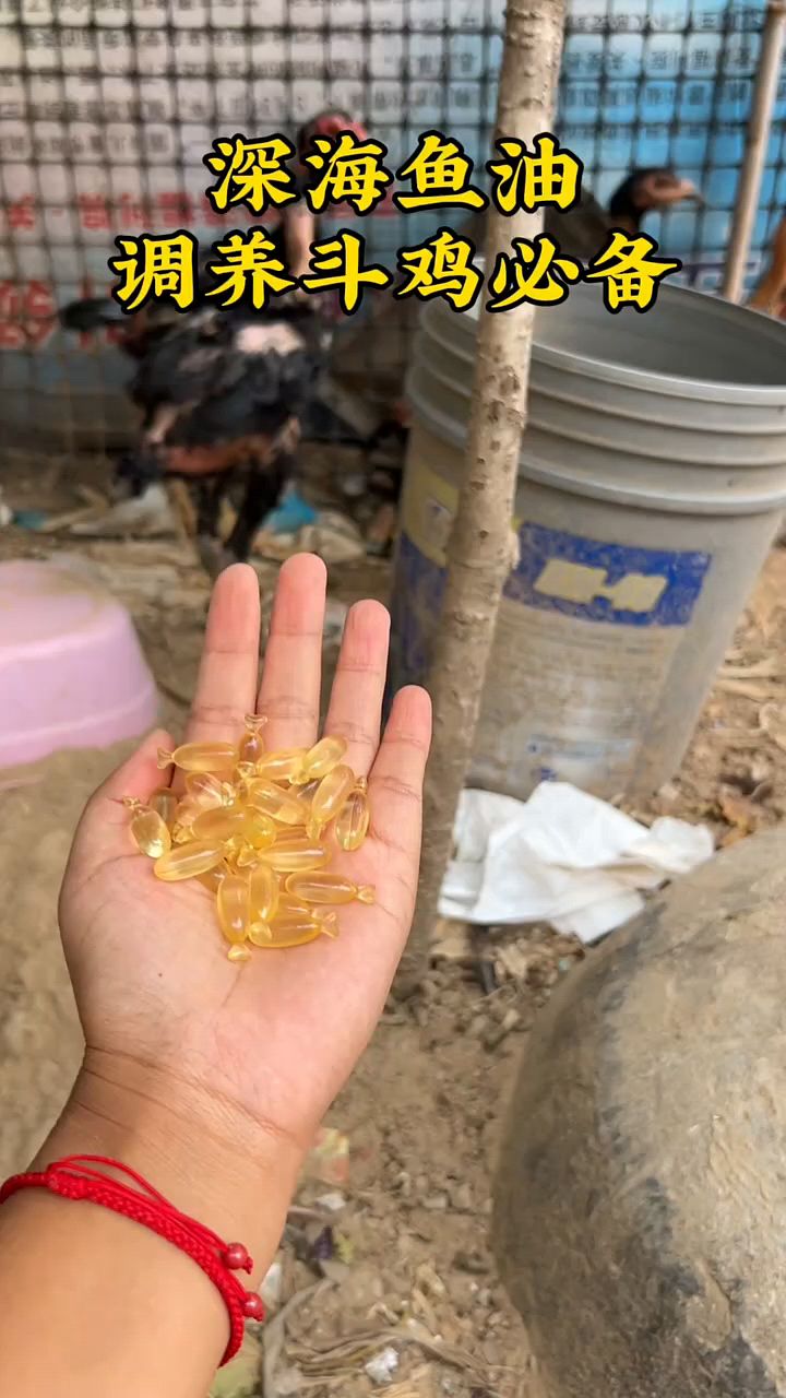 斗鸡喂深海鱼油调养必备