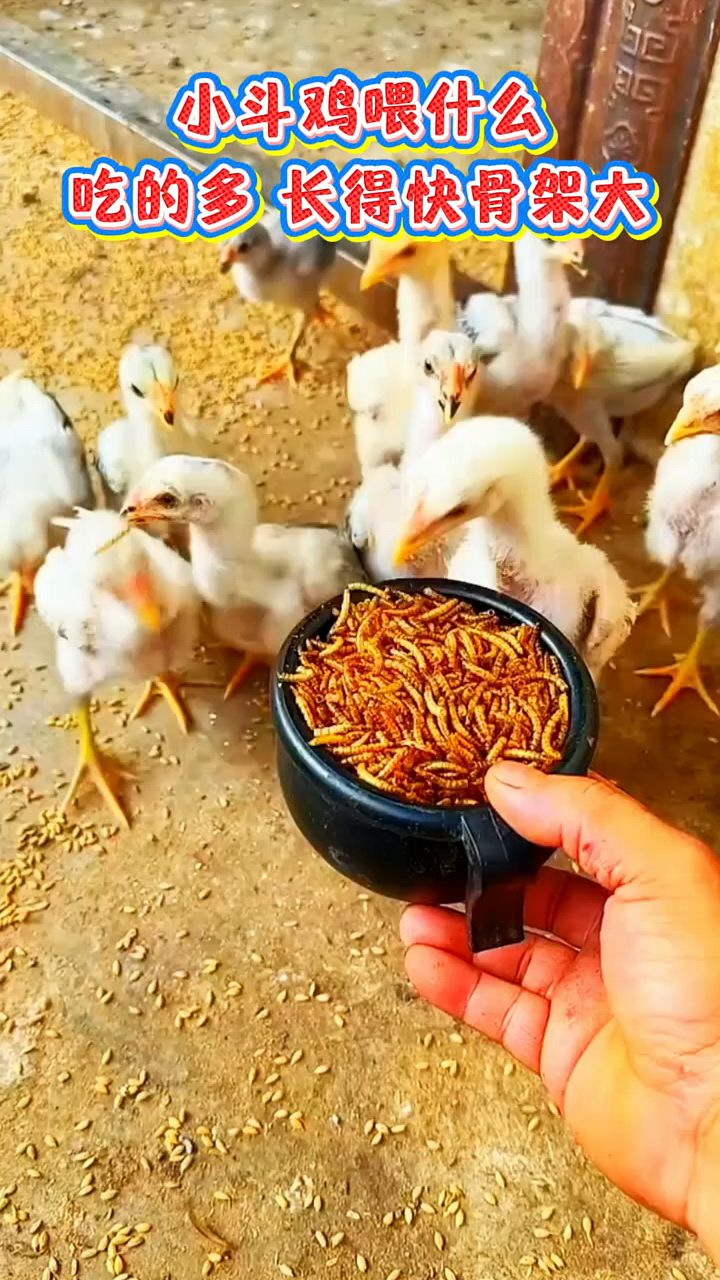 小鸡怎么喂拉大骨架上膘快