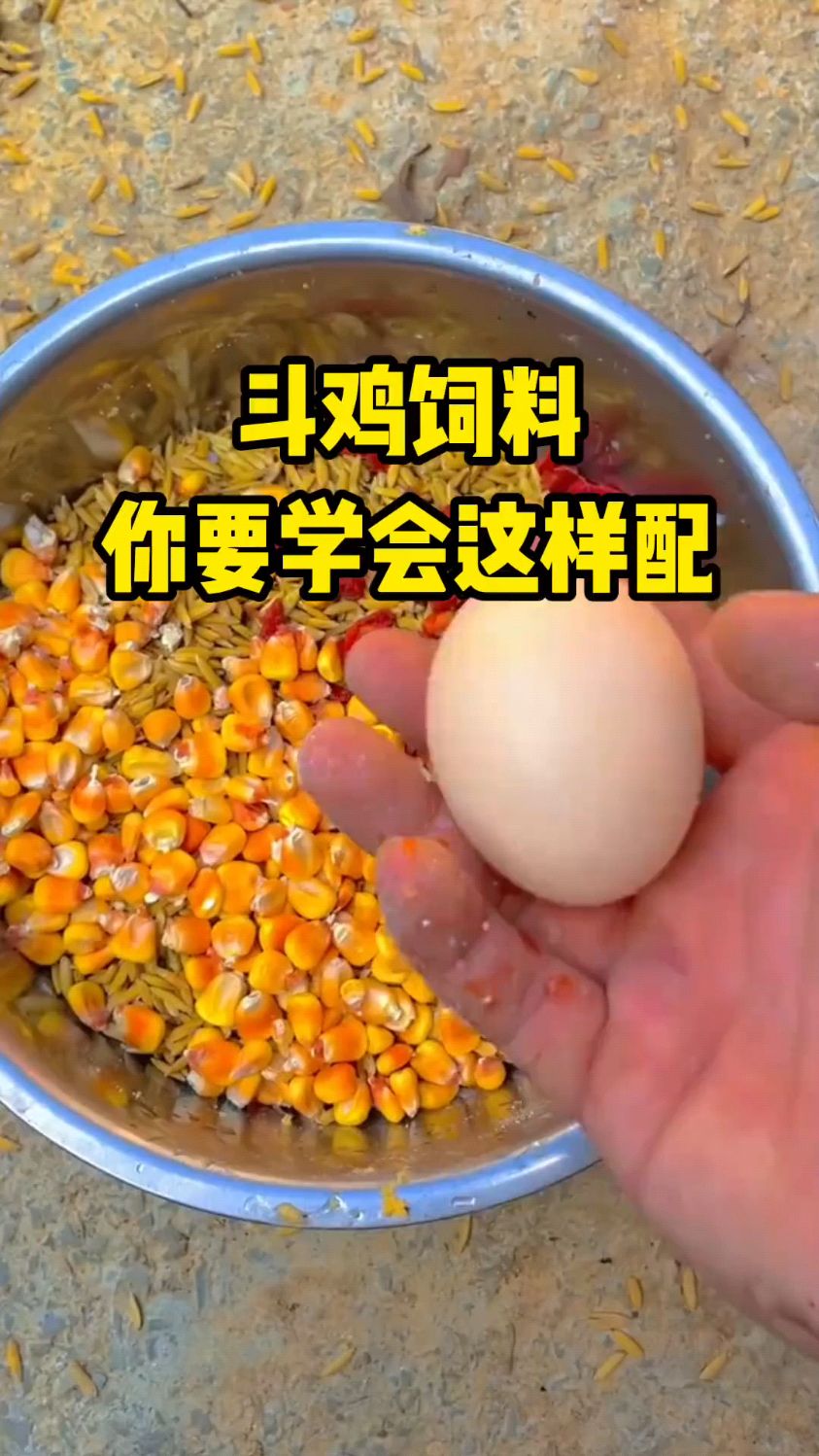 斗鸡饲料你学会搭配