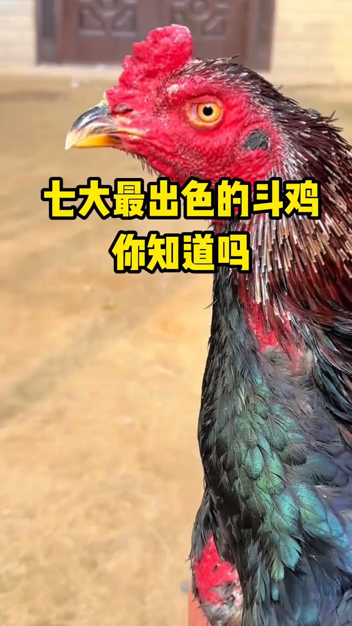 七大最出色的斗鸡