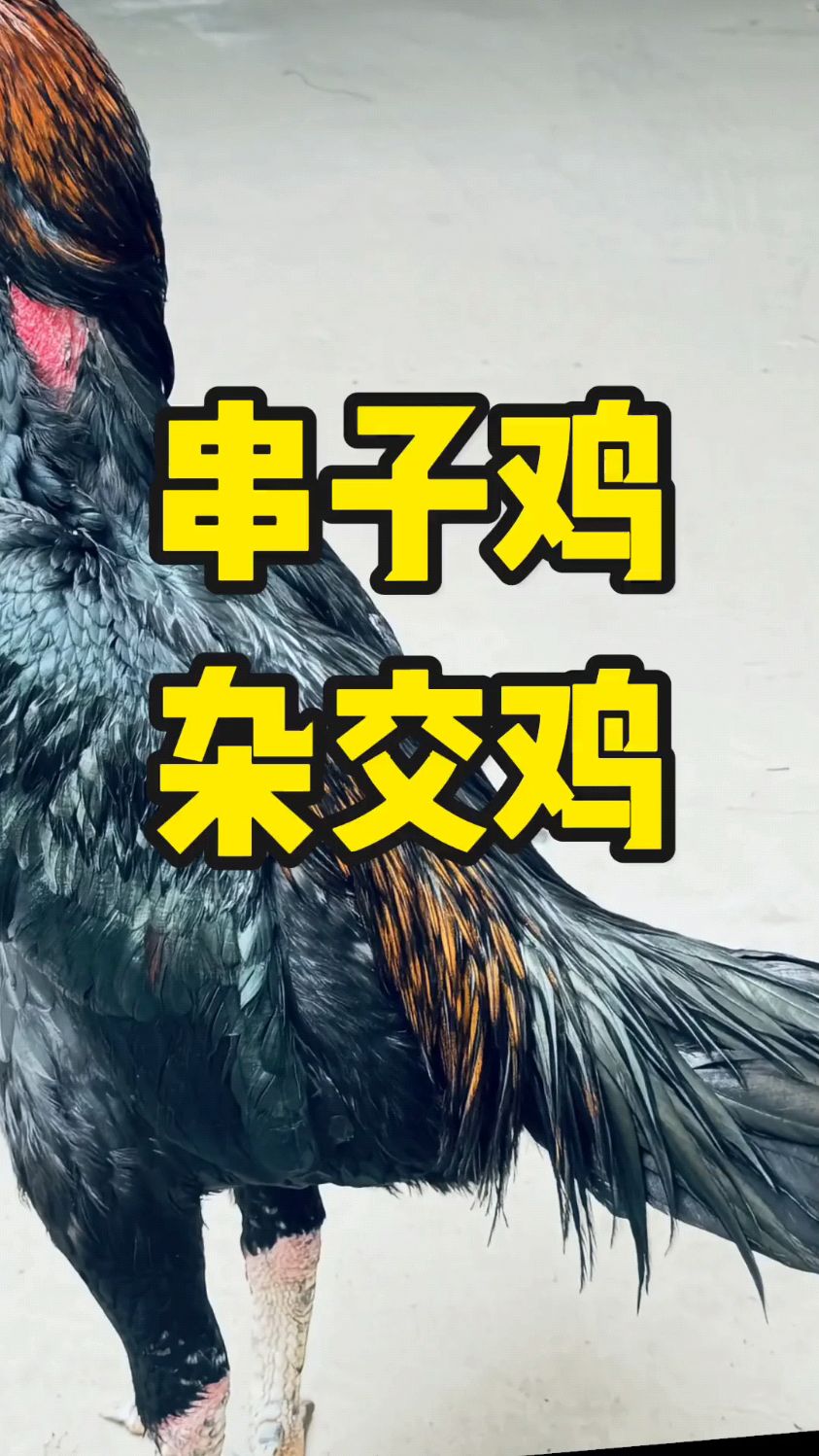 什么是杂交鸡,串子鸡