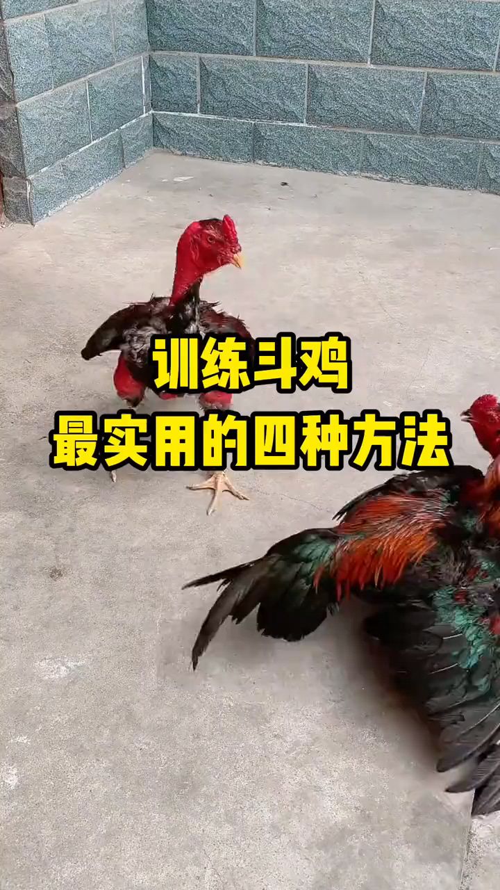 斗鸡训练的好方法