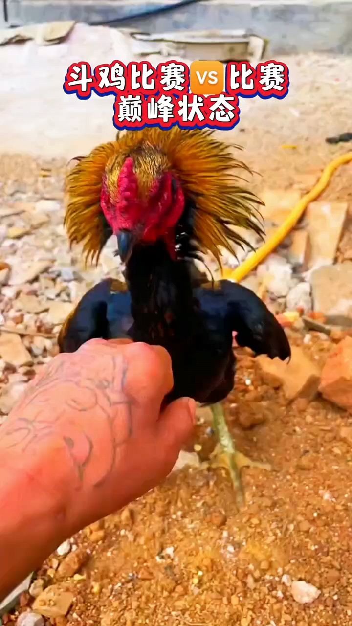 斗鸡比赛调理巅峰状态