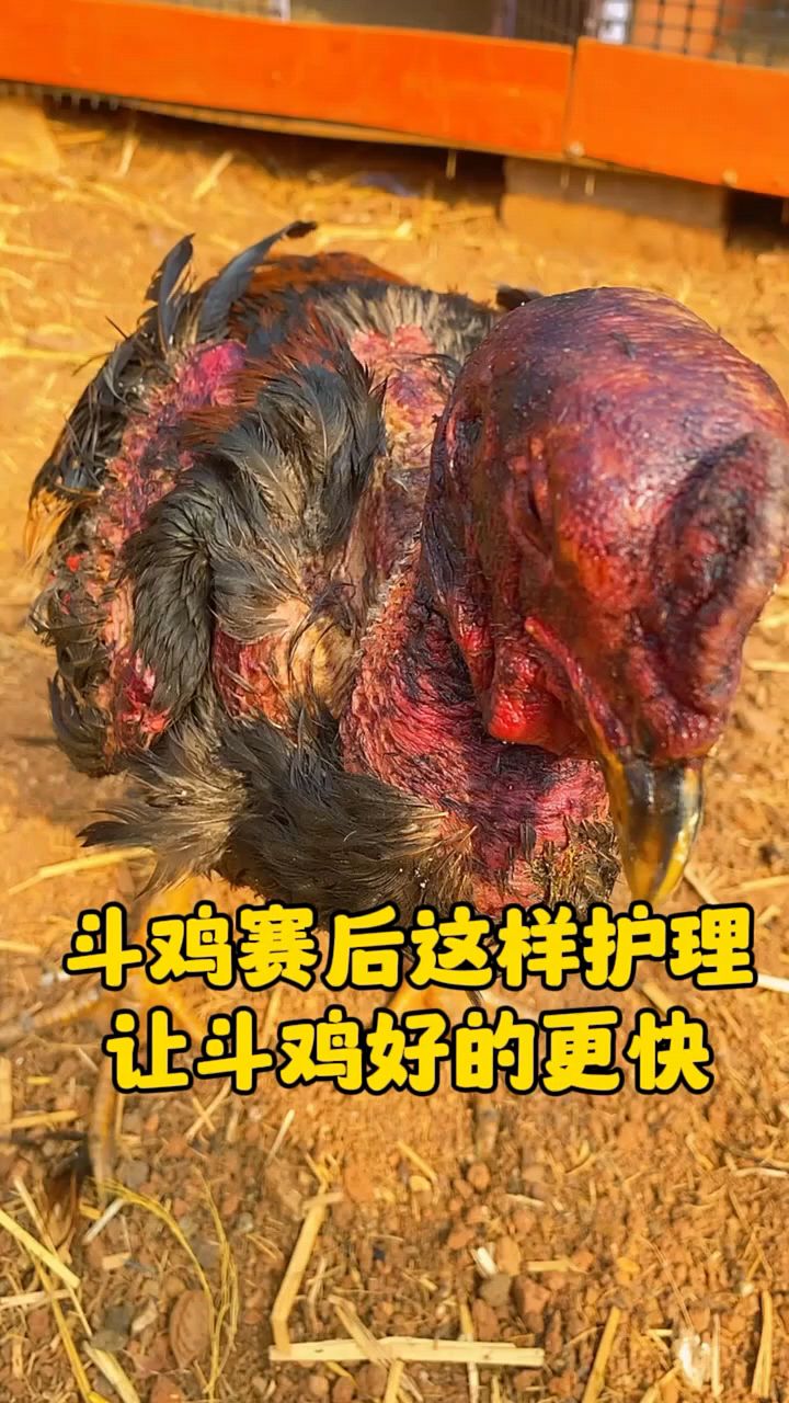 斗鸡打比赛后怎么护理啊