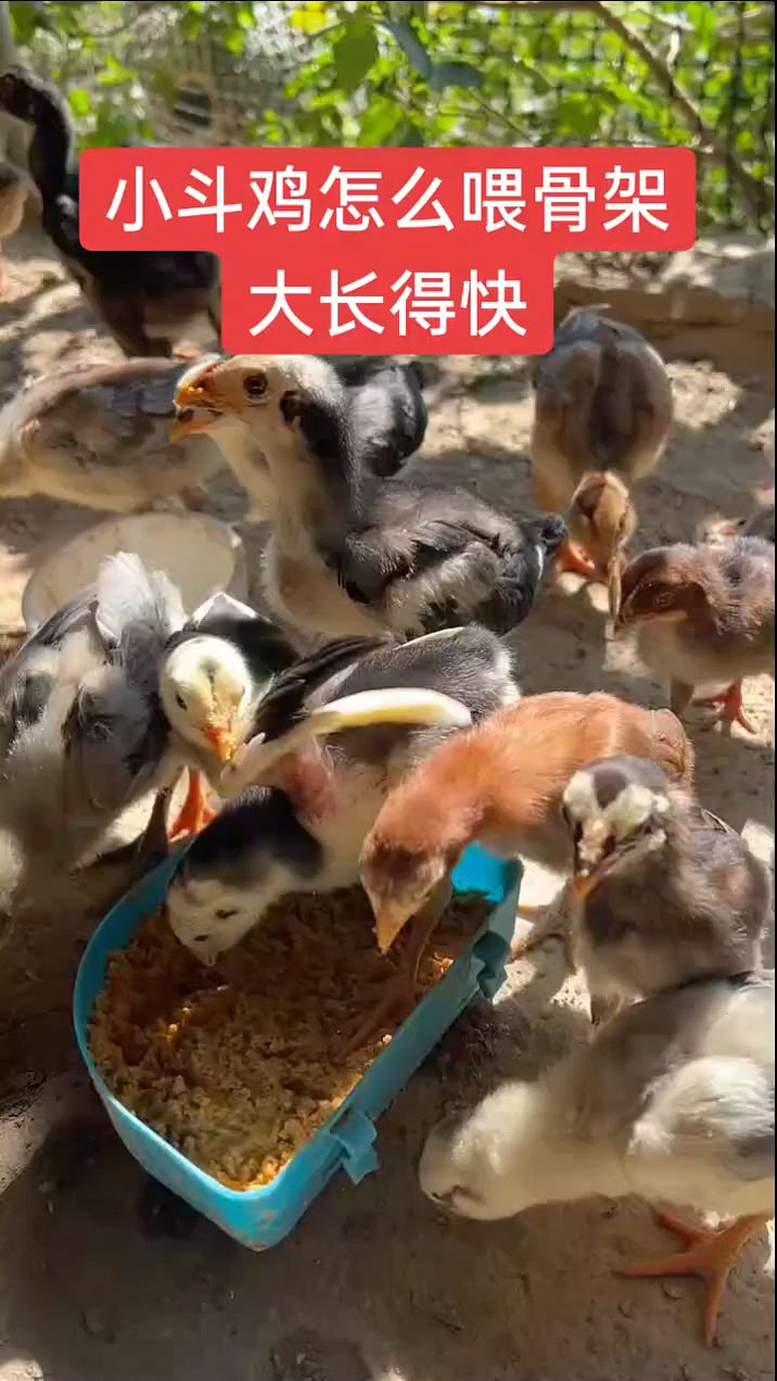 小鸡怎么喂拉大骨架长得快