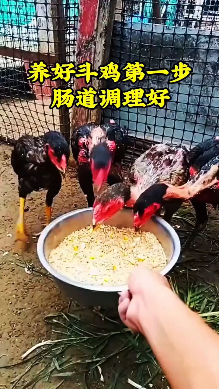 斗鸡调理肠道就是好