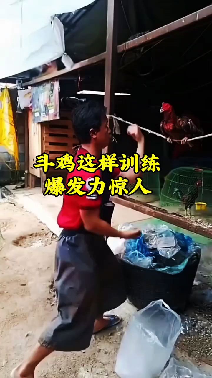 斗鸡这样训练爆发力惊人