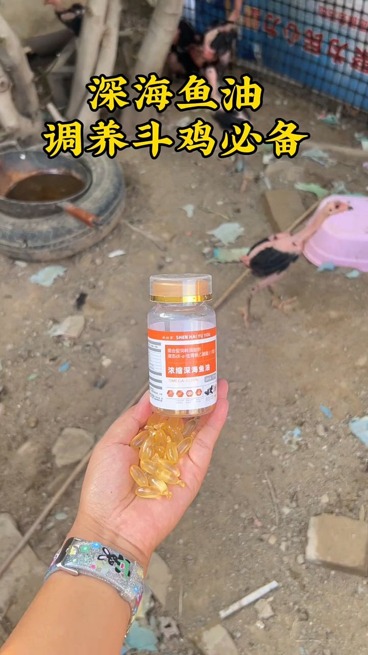 斗鸡喂深海鱼油就是好