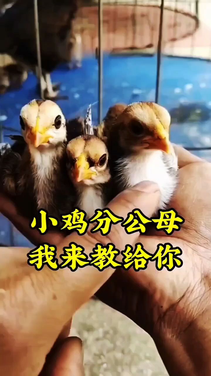 小鸡怎么分公母啊