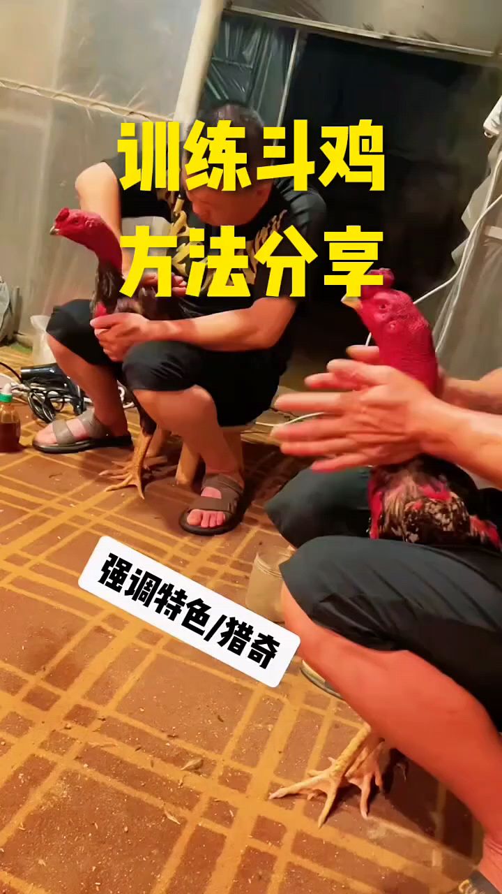 斗鸡训练的方法来了
