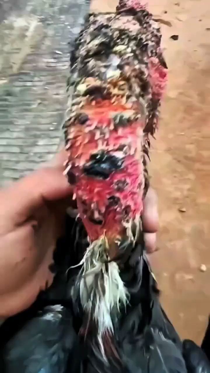 鸡痘太多怎么办啊