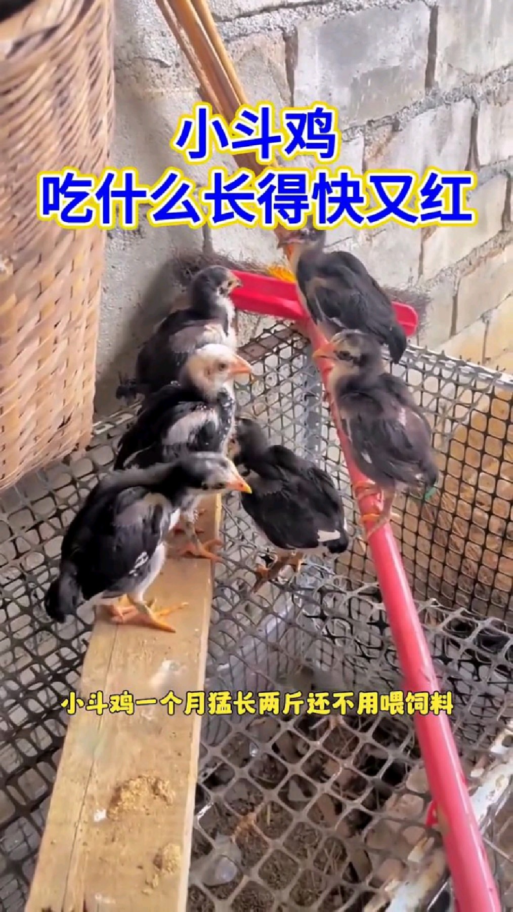 小鸡吃什么长得红又旺