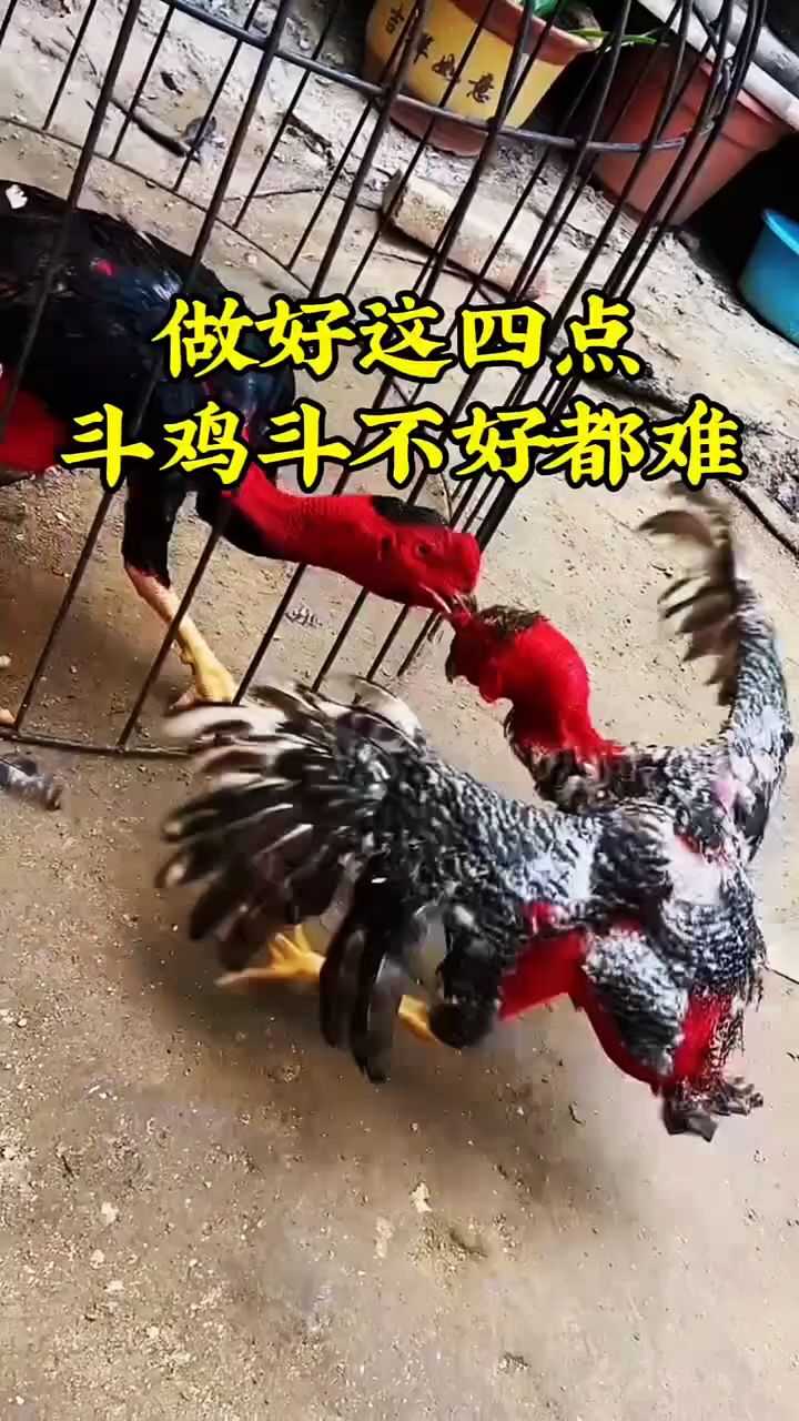 斗鸡养殖做好这四点
