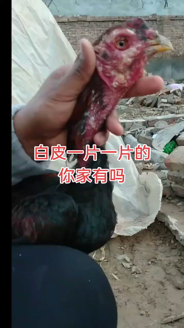 鸡身上起皮怎么办