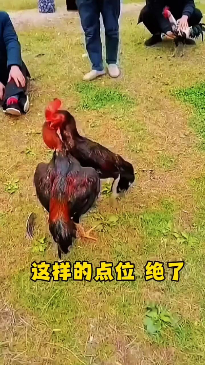 斗鸡这样的厉害了