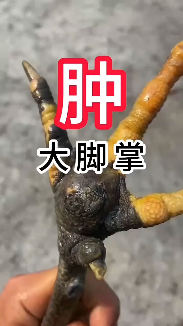 鸡脚掌肿大怎么办啊