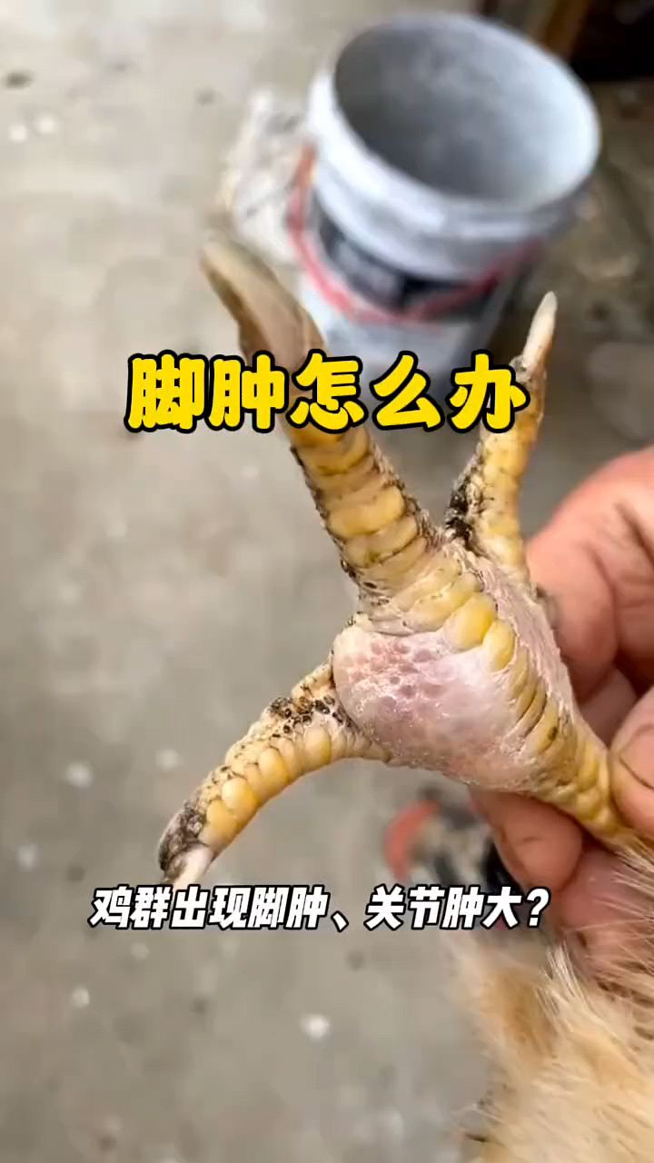 鸡鸭鹅脚掌肿怎么办