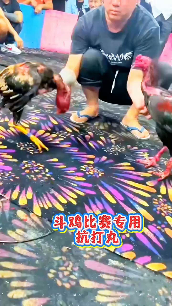 斗鸡比赛这样喂啊