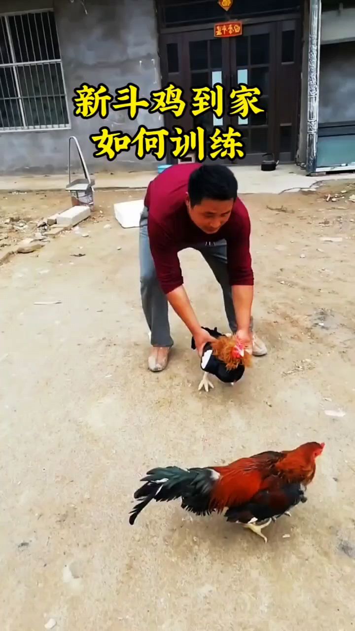 新斗鸡到家怎么训练