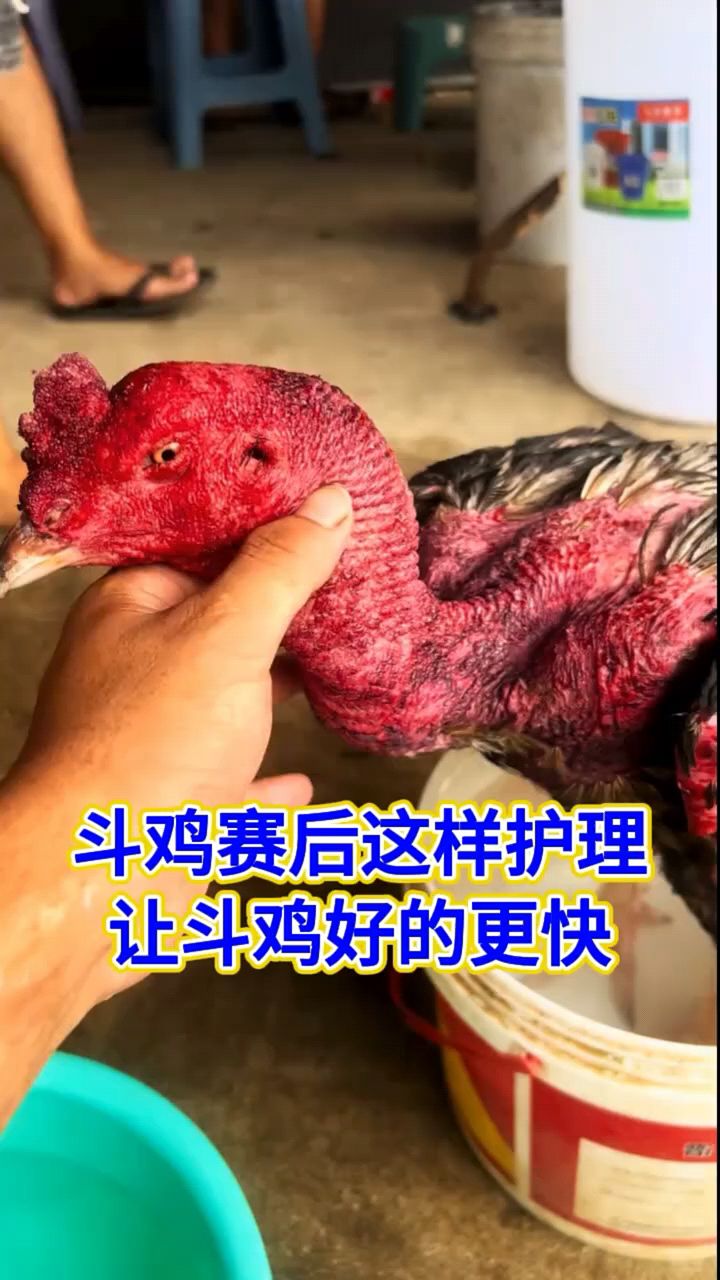 斗鸡赛后怎么护理啊