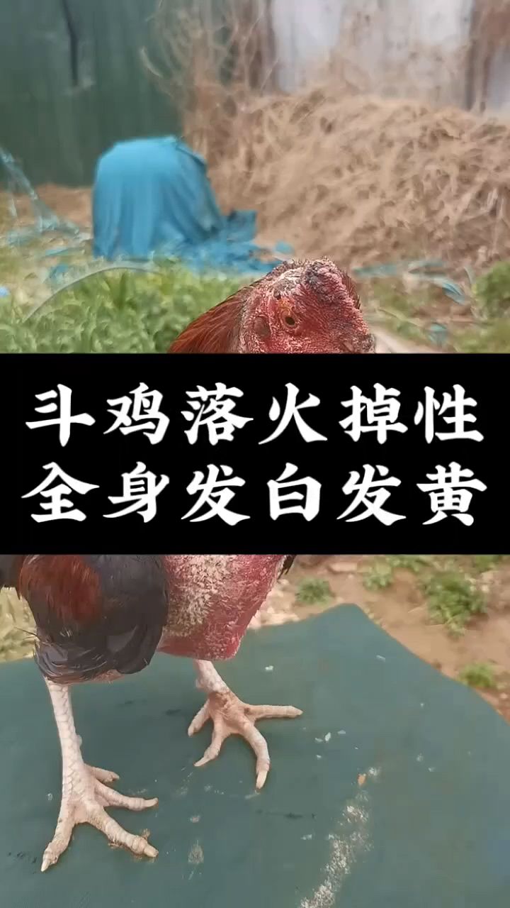 斗鸡发白落火怎么样