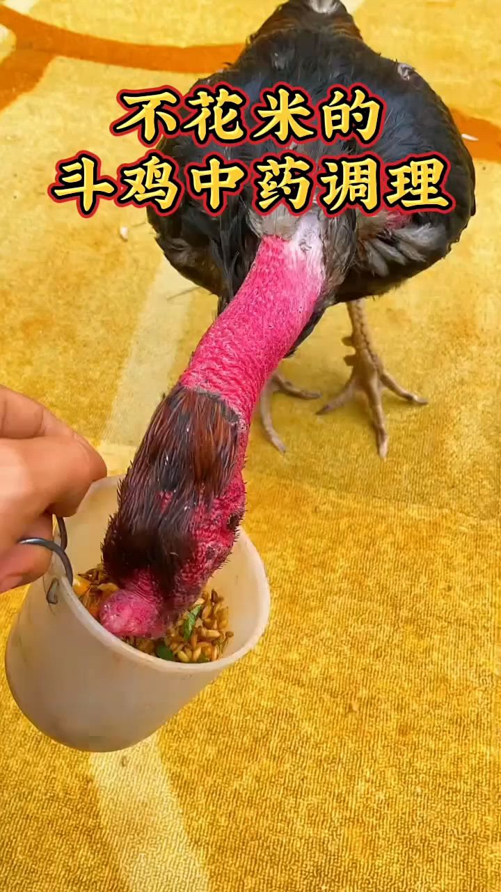 斗鸡不花钱中药调理