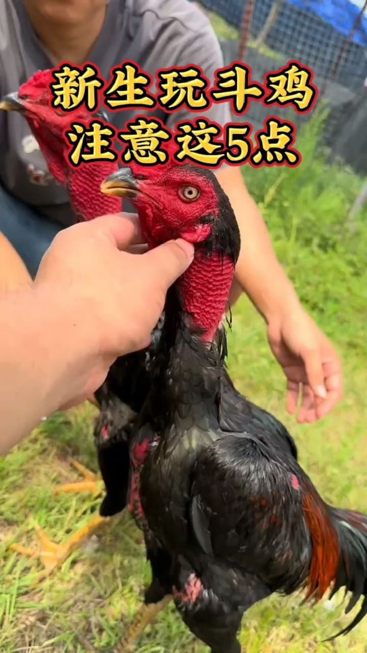 新手斗鸡注意这五点