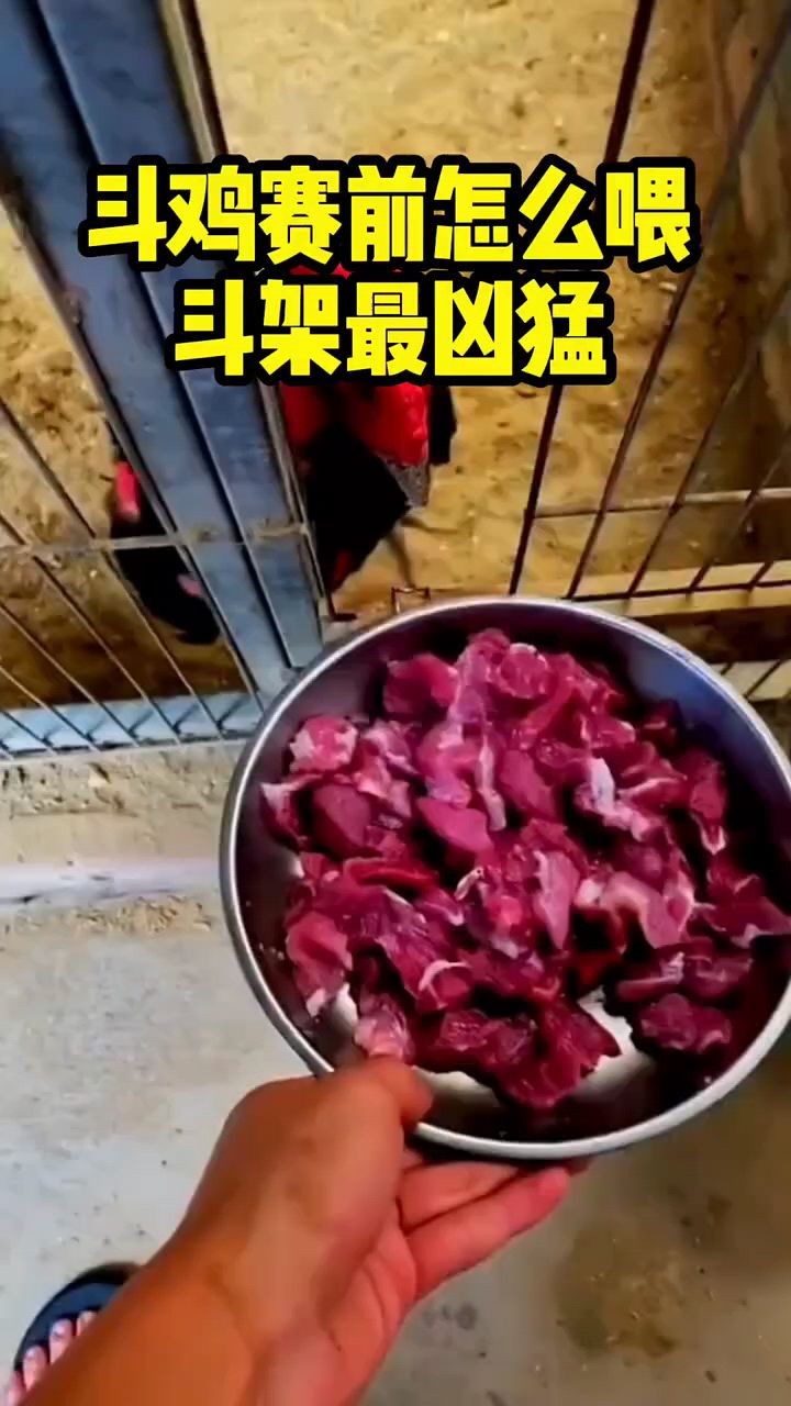 斗鸡塞前这样喂打架凶猛