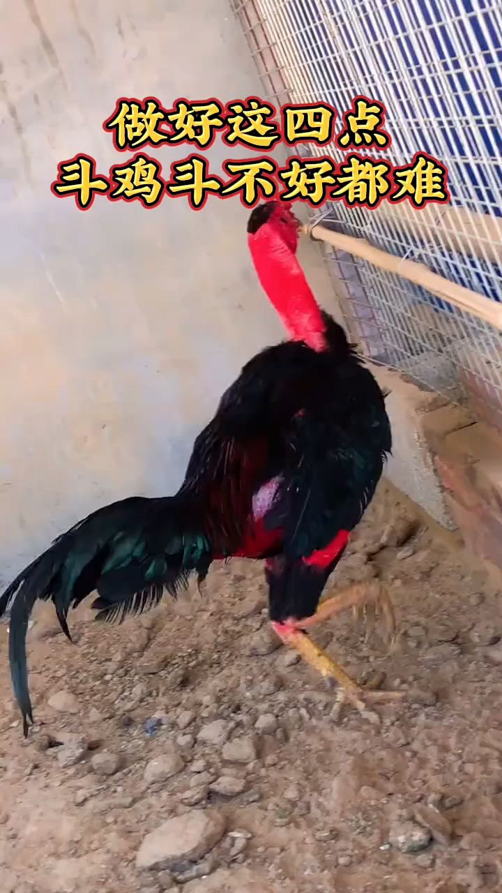 做好这四点斗鸡都好养