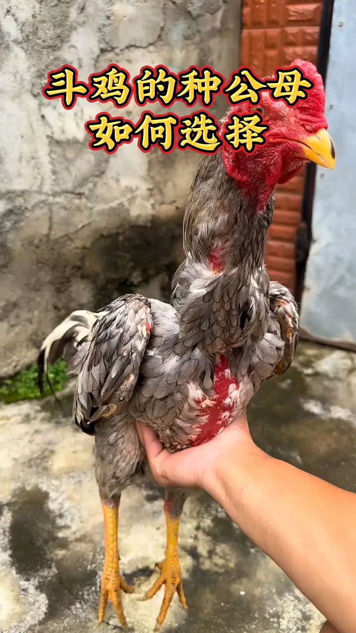 斗鸡种公母如何选择