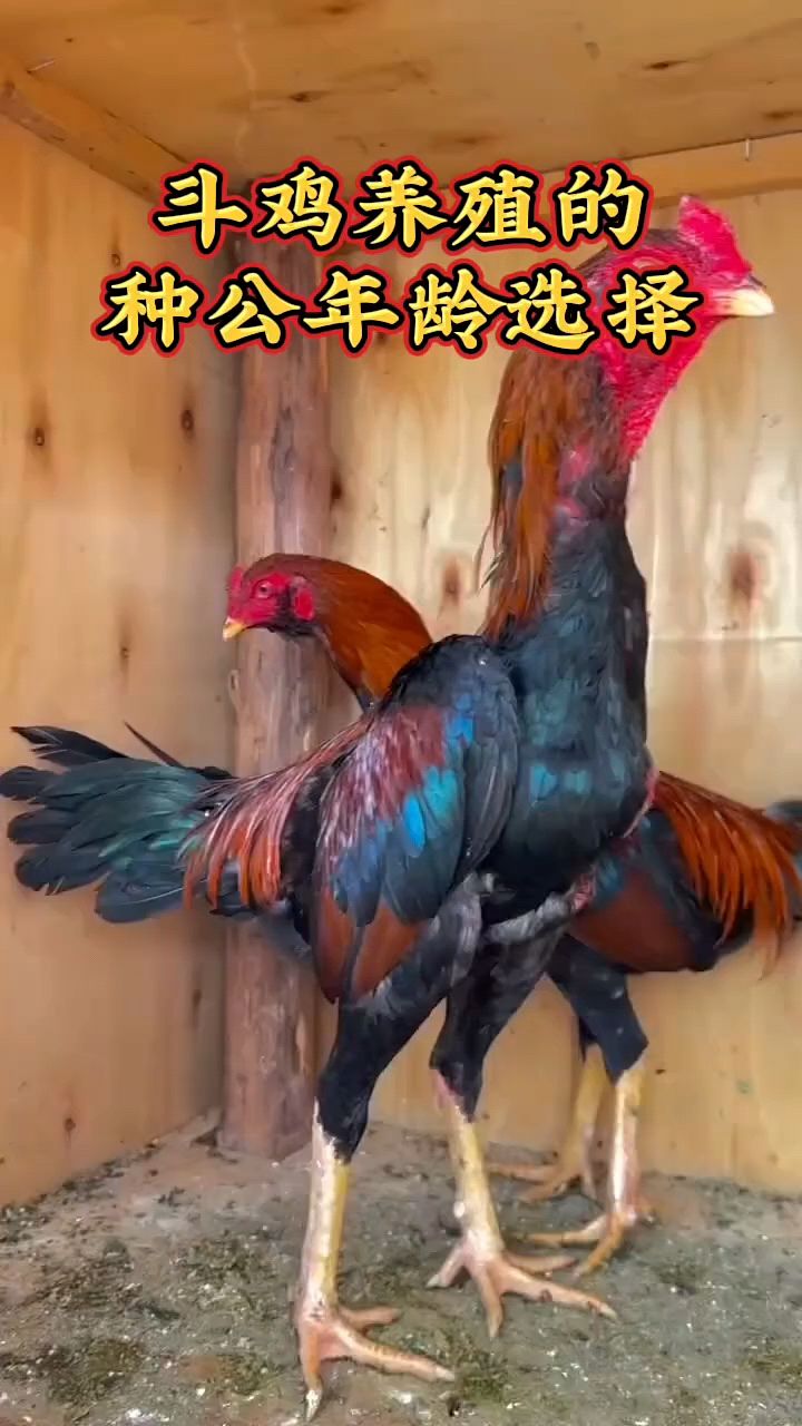 斗鸡养殖种公怎么选