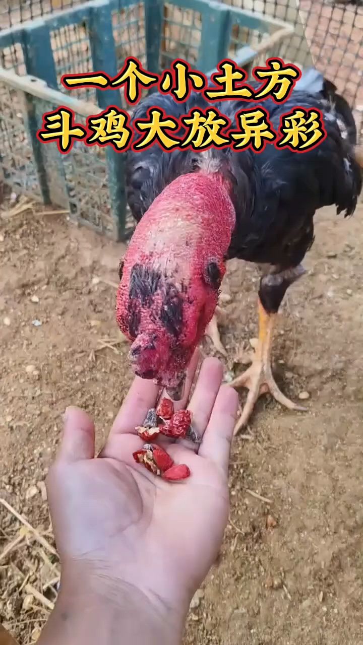 一个土方,斗鸡大放异彩