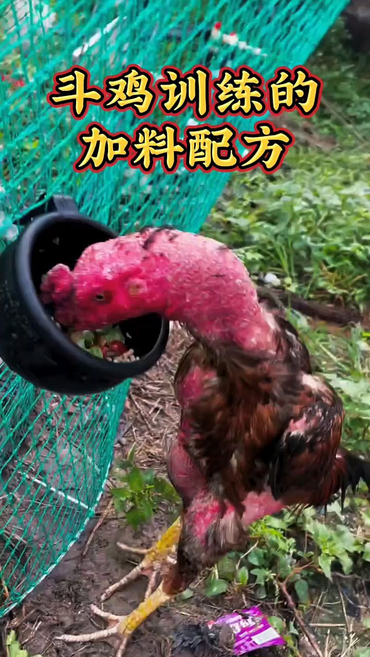 斗鸡训练加料配方